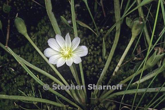 lewisia nevadensis 5 graphic